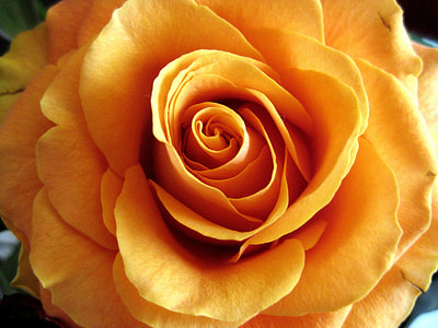 close up photo of a yellow rose flower in bloom thumbnail