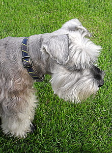 adult gray and white miniature schnauzer thumbnail