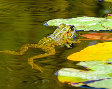 shallow photography of green frog thumbnail