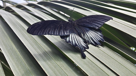 black and white mormon butterfly perching on green palm leaf in close-up photography thumbnail