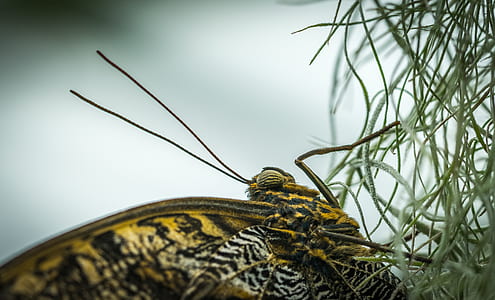 Closeup Photo of Yellow and Black Butterfly thumbnail