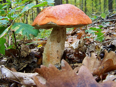 brown mushroom thumbnail