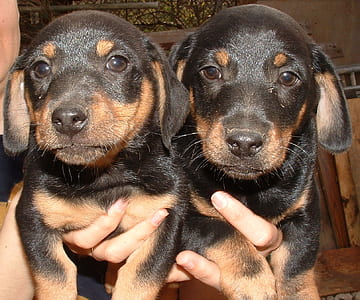 person holding black-and-tan doberman puppies thumbnail