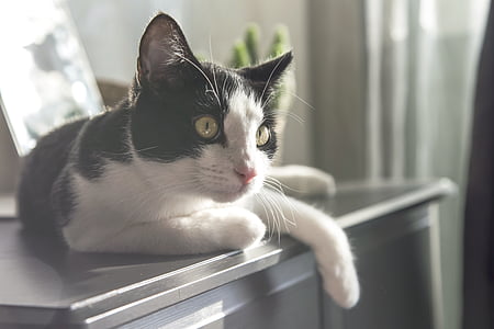 white and black cat on black wooden sideboard thumbnail