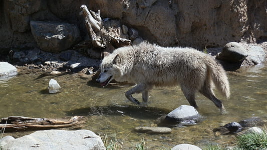 brown 4-legged animal walking on water stream thumbnail