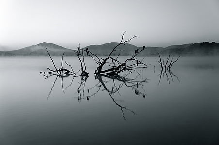 gray scale photo of tree in water thumbnail