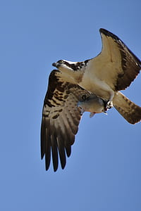 white and brown falcon thumbnail