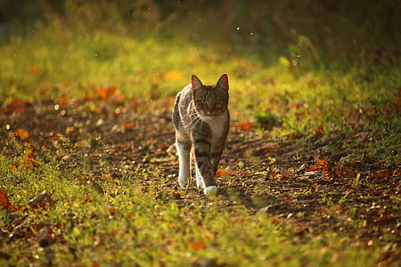 selective focus photo of silver tabby cat walkthrough on brown soil thumbnail