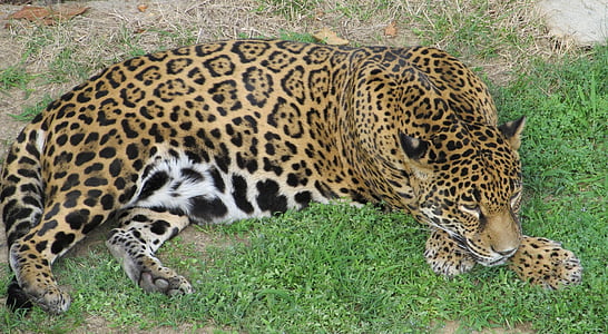 jaguar laying on the grass thumbnail