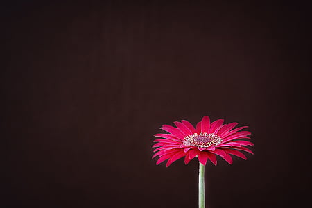 red daisy flower in close-up photography thumbnail