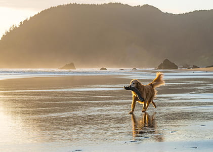 golden retriever biting drift wood while running on seashore during daytime thumbnail