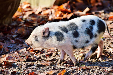 pink and black piglet standing on ground thumbnail