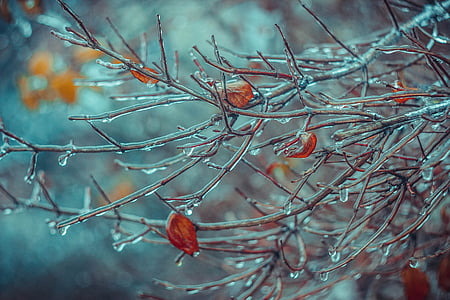 closeup photography of tree branch with ice thumbnail