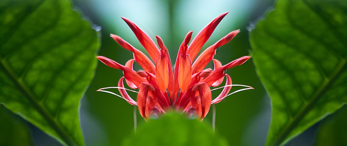 red petaled flower thumbnail