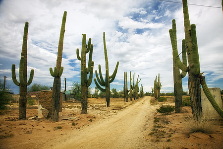green cactus under white cloudy sky during daytime thumbnail