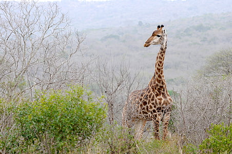 giraffe standing on bushes thumbnail