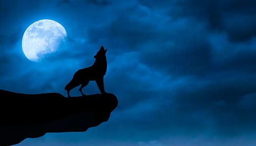 Photo illustration of wolf howling on a rock precipice, under a night sky. thumbnail