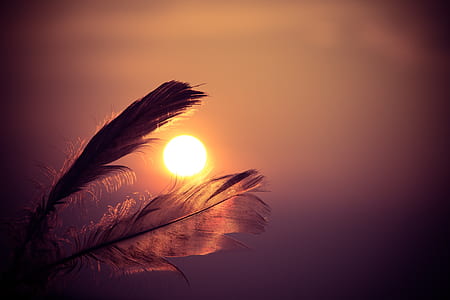 feather in bokeh photography during sunset thumbnail
