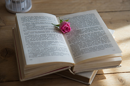 opened book with pink rose on top of it thumbnail