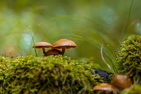 closeup photo of brown mushrooms thumbnail