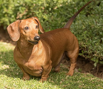 selective focus photo of adult smooth red dachshund on green grass thumbnail