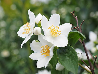 close-up photo of three white petaled flowers thumbnail