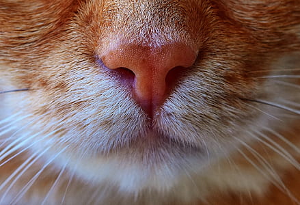 close view of orange fur cat nose thumbnail