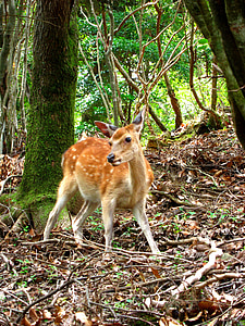 brown deer standing in woods during daytime thumbnail