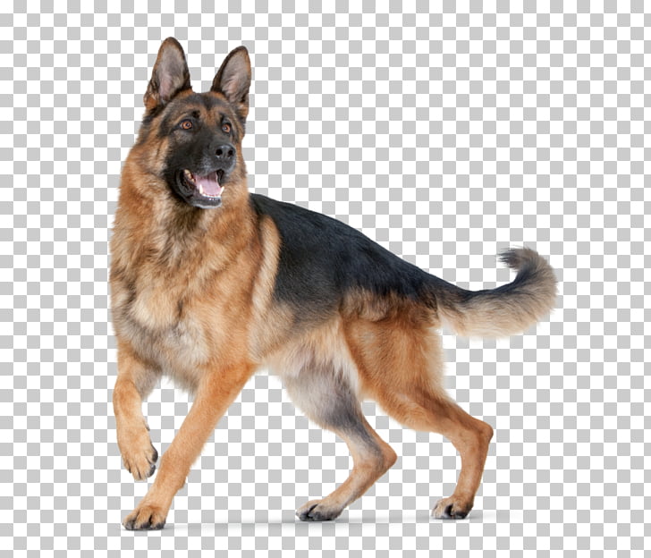 410 Guard Dog Png Cliparts For Free Download Uihere