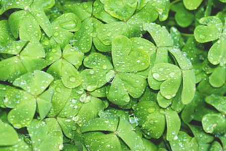 close-up photography of green leaves with water drops thumbnail