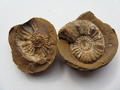 two brown nautilus shells placed on white surface thumbnail