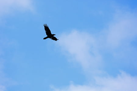 eagle thumbnail