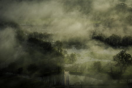 green leaf trees near body of water thumbnail
