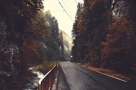 concrete road surrounded by trees thumbnail