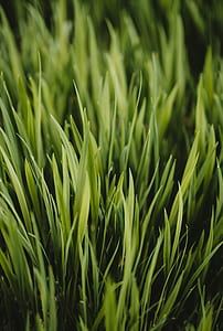 macro photography of green grasses thumbnail