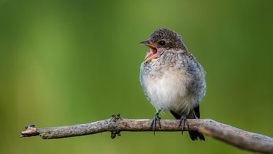 gray and black bird perched on tree photo thumbnail