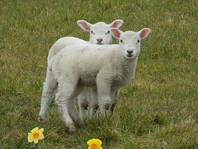 two white lambs on grass field thumbnail