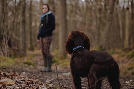 brown puppy looking to man near trees thumbnail