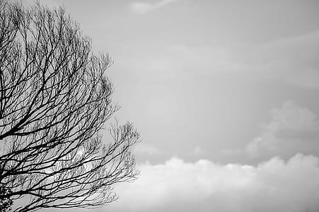 Black Tree Trunks and Sky thumbnail