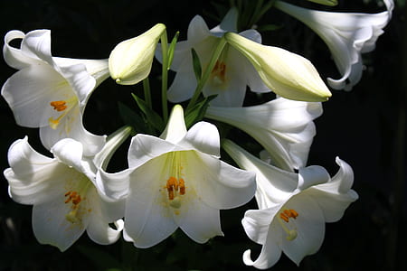 shallow focus photography of white flowers thumbnail