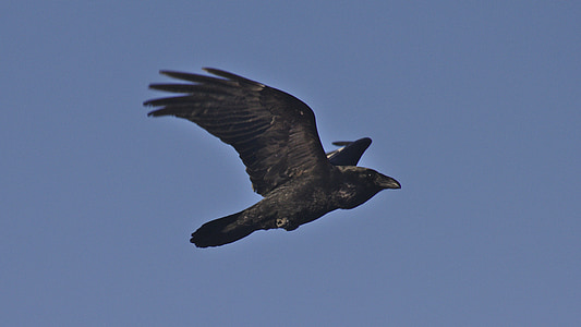flying black bird thumbnail