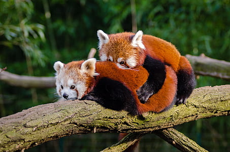 male and female red pandas on branch at daytime thumbnail