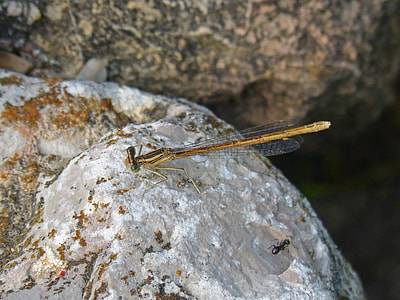 Platycnemis Latipes, Dragonfly thumbnail