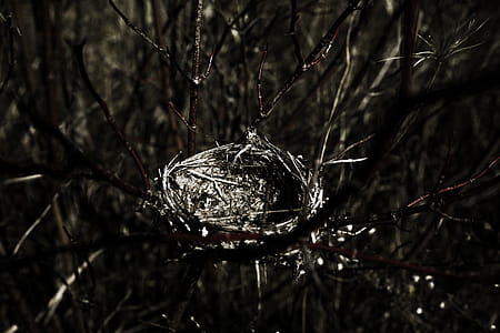 Close Up Photography of Bird Nest thumbnail