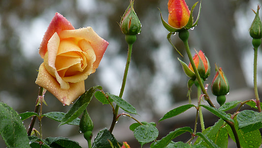selective focus photography of flowers in bloom with dew thumbnail