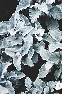 gray leaves thumbnail