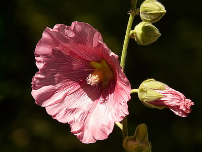 selective focus photography of pink holllyhock thumbnail