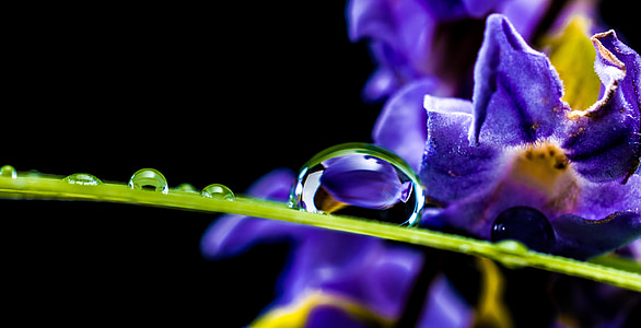 micro photography of water dew on plant stem thumbnail
