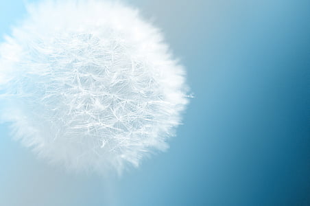 micro photography of dandelion thumbnail