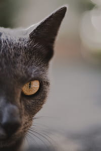 selective focus close-up photo of grey cat thumbnail
